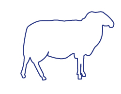 comment utiliser boyau mouton comment utiliser boyau de mouton, pour quel type de charcuterie